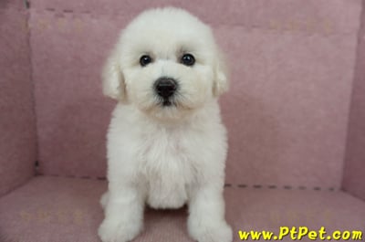 05/20比熊犬公幼犬2號(高雄苓雅)2