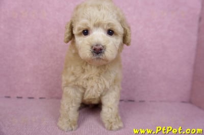 12/06奶油貴賓母幼犬(花蓮市)1