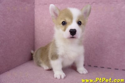 10/13雙色柯基犬公幼犬2號(台中南屯)5