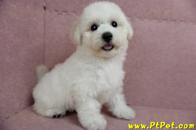 05/20比熊犬公幼犬1號(新北樹林)4