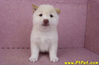 09/21白色柴犬母幼犬(高雄鳳山)3