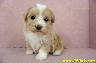 02/07奶油色馬爾泰迪母幼犬(嘉義東區)10