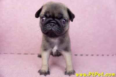 07/09巴哥母幼犬2號(桃園觀音)2