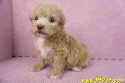 10/13泰迪比熊母幼犬(高雄小港)12