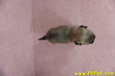 04/02巴哥公幼犬4號(新北樹林)15