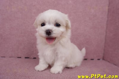 06/26迷你型馬爾濟斯 II 公幼犬1號(台東市)7