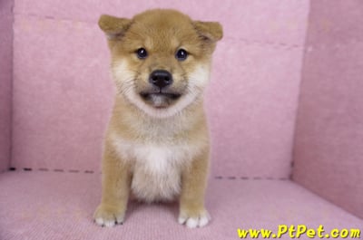 10/15赤色柴犬公幼犬(高雄前金)3