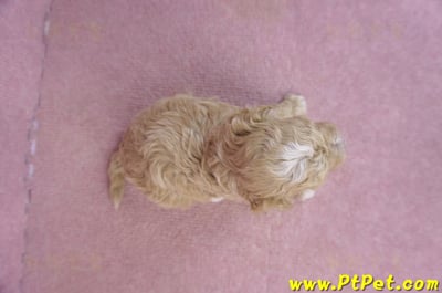 02/18泰迪比熊母幼犬1號7