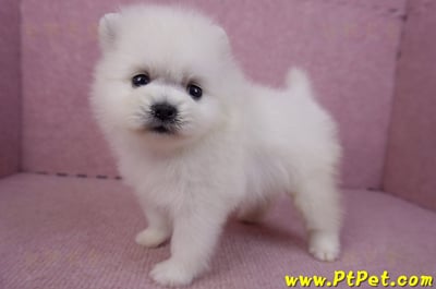 02/10白色松鼠博美母幼犬2號10