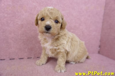 09/09泰迪比熊母幼犬5