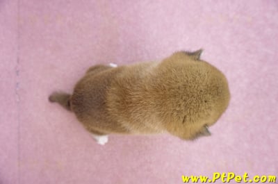 07/11赤色柴犬母幼犬1號6