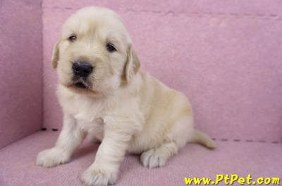 11/14黃金獵犬母幼犬1號(高雄前鎮)6