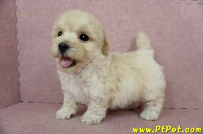 03/12泰迪比熊公幼犬(高雄鳳山)8