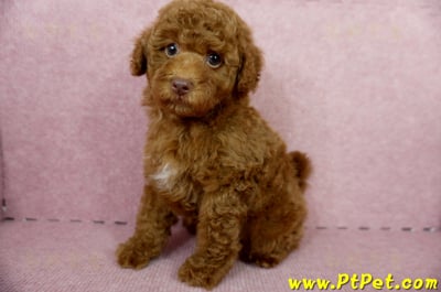 04/15紅貴賓公幼犬(屏東市)10