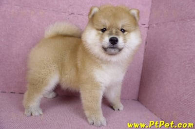 11/19赤色長毛柴犬母幼犬(新竹竹東)9