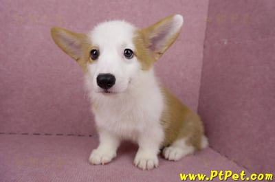 05/09雙色柯基犬母幼犬(台北萬華)9