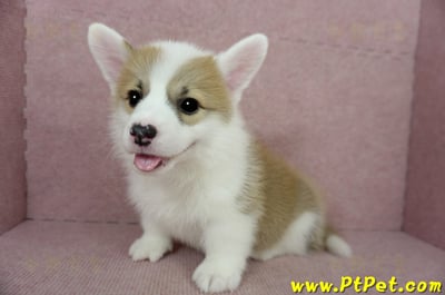 01/25雙色柯基犬公幼犬(基隆中山)9