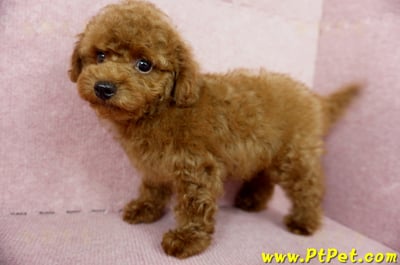 04/15玩具型紅貴賓公幼犬(基隆中山)11