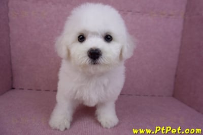 07/22比熊犬母幼犬2號(屏東新園)1