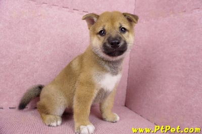 06/09赤色柴犬公幼犬3號(高雄橋頭)4