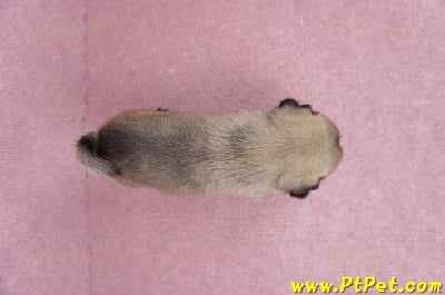 06/23巴哥母幼犬1號(新竹東區)12