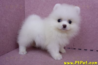 06/23迷你型松鼠白博美母幼犬(屏東市)2