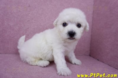 07/22比熊犬公幼犬2號(桃園市)5