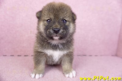 02/05赤色柴犬母幼犬2號2