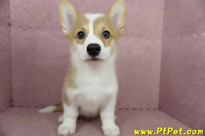 04/14雙色柯基犬母幼犬(台中沙鹿)3