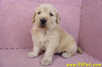 01/10黃金獵犬公幼犬2號8