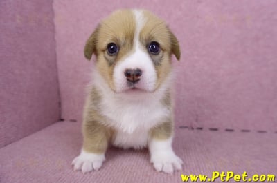 09/22雙色柯基犬母幼犬2號(桃園觀音)1