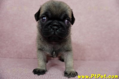 04/02巴哥公幼犬4號(新北樹林)3