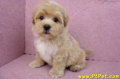 08/06奶油色馬爾泰迪公幼犬1號(桃園中壢)12