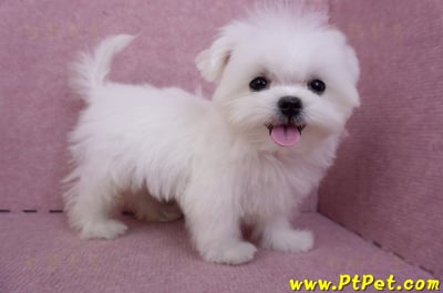 07/26迷你型馬爾濟斯公幼犬(屏東市)5