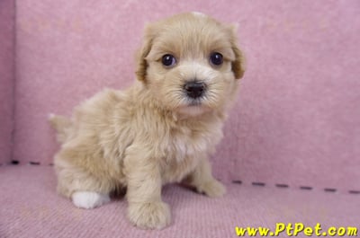 10/18馬爾泰迪母幼犬2號(南投竹山)5