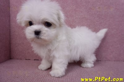 11/20馬爾濟斯母幼犬10