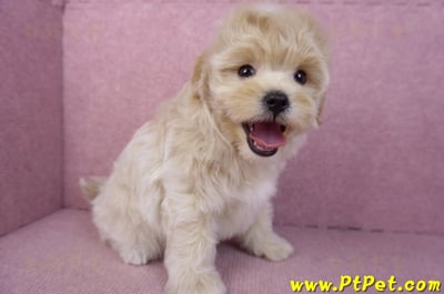 11/23馬爾泰迪公幼犬(高雄)6