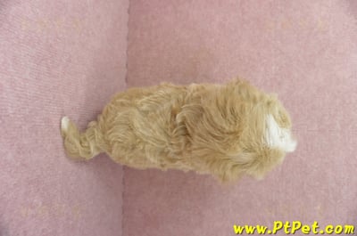 05/05奶油色馬爾泰迪公幼犬(高雄楠梓)12