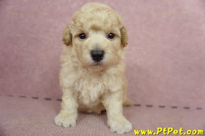 06/04泰迪比熊公幼犬1號(高雄左營店)1