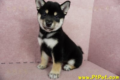 05/14黑色柴犬母幼犬2號(屏東瑪家)9