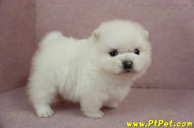 01/20迷你型松鼠白博美母幼犬(高雄鳳山)4