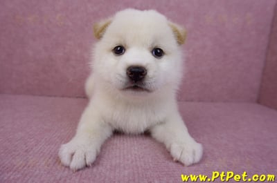 05/20白色柴犬公幼犬1