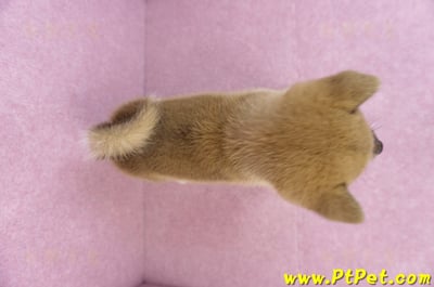 11/08赤色柴犬母幼犬(屏東九如)12