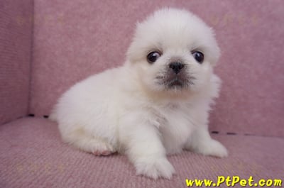 09/06白北京狗母幼犬3