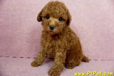 04/15玩具型紅貴賓母幼犬1號(台中大雅)7