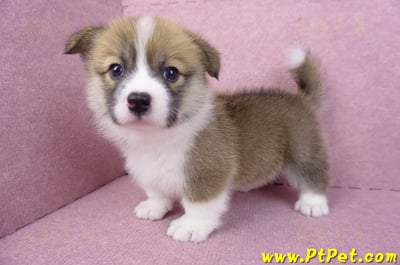 03/14雙色柯基犬母幼犬(新竹市)12