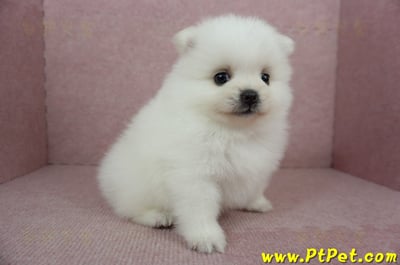 02/11迷你型松鼠白博美公幼犬(桃園市)6