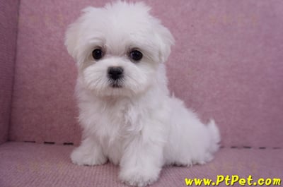 11/20茶杯型馬爾濟斯母幼犬(新北新莊)9