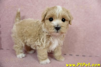 03/21奶油色馬爾泰迪公幼犬(桃園蘆竹)4