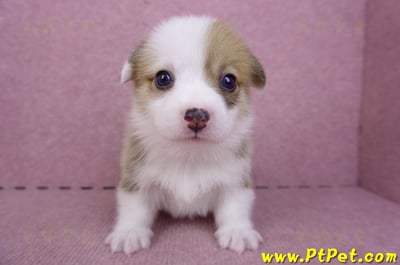 09/22雙色柯基犬母幼犬1號(屏東市)2